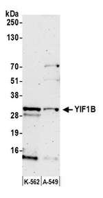 YIF1B Antibody in Western Blot (WB)