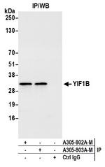 YIF1B Antibody in Immunoprecipitation (IP)