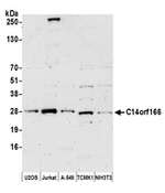 C14orf166 Antibody in Western Blot (WB)