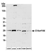 C14orf166 Antibody in Western Blot (WB)