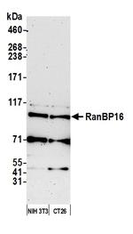 RanBP16 Antibody in Western Blot (WB)