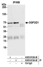 OGFOD1 Antibody in Immunoprecipitation (IP)