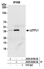 LZTFL1 Antibody in Immunoprecipitation (IP)