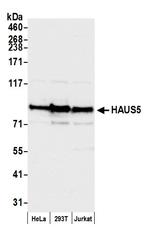 HAUS5 Antibody in Western Blot (WB)