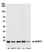 MMGT1 Antibody in Western Blot (WB)