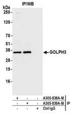 GOLPH3 Antibody in Immunoprecipitation (IP)