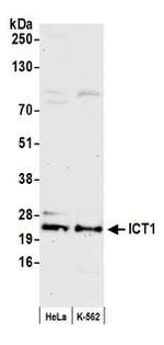 ICT1 Antibody in Western Blot (WB)