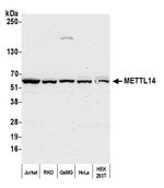 METTL14 Antibody in Western Blot (WB)