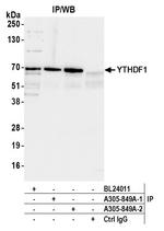 YTHDF1 Antibody in Immunoprecipitation (IP)