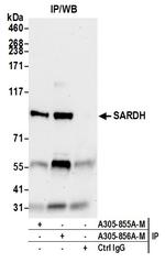 SARDH Antibody in Immunoprecipitation (IP)