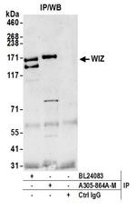 WIZ Antibody in Immunoprecipitation (IP)