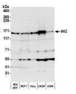 WIZ Antibody in Western Blot (WB)