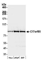 C17orf85 Antibody in Western Blot (WB)