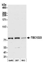 TBC1D23 Antibody in Western Blot (WB)