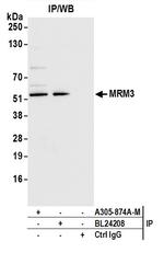 MRM3 Antibody in Immunoprecipitation (IP)