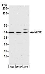 MRM3 Antibody in Western Blot (WB)