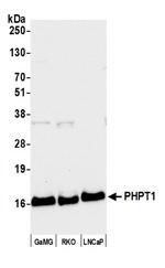 PHPT1 Antibody in Western Blot (WB)