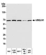 UBQLN1 Antibody in Western Blot (WB)