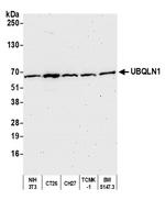 UBQLN1 Antibody in Western Blot (WB)