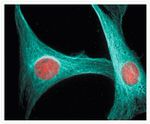 Mouse IgG (H+L) Cross-Adsorbed Secondary Antibody in Immunocytochemistry (ICC/IF)