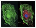 Mouse IgG (H+L) Cross-Adsorbed Secondary Antibody in Immunocytochemistry (ICC/IF)