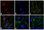 Rabbit IgG (H+L) Highly Cross-Adsorbed Secondary Antibody in Immunocytochemistry (ICC/IF)