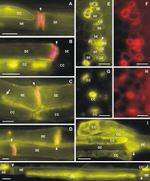 GFP Antibody in Immunohistochemistry (IHC)