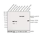 GFP Antibody in Western Blot (WB)