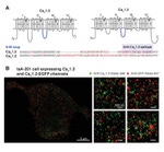 GFP Antibody in Immunocytochemistry (ICC/IF)