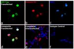 GFP Antibody in Immunocytochemistry (ICC/IF)