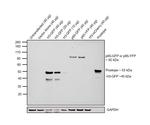 GFP Antibody in Western Blot (WB)