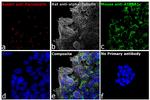 Mouse IgG (H+L) Highly Cross-Adsorbed Secondary Antibody in Immunocytochemistry (ICC/IF)