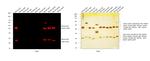 Mouse IgG (H+L) Highly Cross-Adsorbed Secondary Antibody in Western Blot (WB)