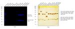 Mouse IgG (H+L) Highly Cross-Adsorbed Secondary Antibody in Western Blot (WB)