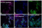 Mouse IgG (H+L) Highly Cross-Adsorbed Secondary Antibody in Immunocytochemistry (ICC/IF)