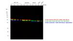 Mouse IgG (H+L) Highly Cross-Adsorbed Secondary Antibody in Western Blot (WB)