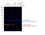 Rabbit IgG (H+L) Highly Cross-Adsorbed Secondary Antibody in Western Blot (WB)