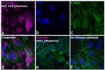 Rabbit IgG (H+L) Highly Cross-Adsorbed Secondary Antibody in Immunocytochemistry (ICC/IF)