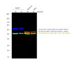 Rabbit IgG (H+L) Highly Cross-Adsorbed Secondary Antibody in Western Blot (WB)