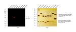 Rabbit IgG (H+L) Highly Cross-Adsorbed Secondary Antibody in Western Blot (WB)