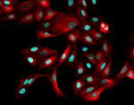 Rabbit IgG (H+L) Highly Cross-Adsorbed Secondary Antibody in Immunocytochemistry (ICC/IF)