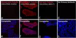 Rabbit IgG (H+L) Highly Cross-Adsorbed Secondary Antibody in Immunocytochemistry (ICC/IF)