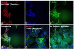 Mouse IgG (H+L) Highly Cross-Adsorbed Secondary Antibody in Immunocytochemistry (ICC/IF)