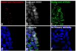 Mouse IgG (H+L) Highly Cross-Adsorbed Secondary Antibody in Immunocytochemistry (ICC/IF)