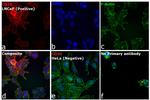 Goat IgG (H+L) Highly Cross-Adsorbed Secondary Antibody in Immunocytochemistry (ICC/IF)