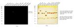 Chicken IgY (H+L) Cross-Adsorbed Secondary Antibody in Western Blot (WB)