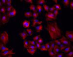 Mouse IgG (H+L) Highly Cross-Adsorbed Secondary Antibody in Immunocytochemistry (ICC/IF)