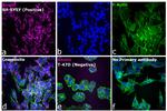 Mouse IgG (H+L) Highly Cross-Adsorbed Secondary Antibody in Immunocytochemistry (ICC/IF)