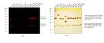 Mouse IgG (H+L) Highly Cross-Adsorbed Secondary Antibody in Western Blot (WB)