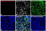 Mouse IgG (H+L) Highly Cross-Adsorbed Secondary Antibody in Immunocytochemistry (ICC/IF)